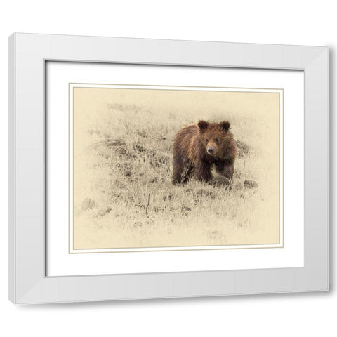 Grizzly Cub 1 White Modern Wood Framed Art Print with Double Matting by Brown, Jim
