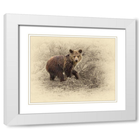 Grizzly Cub 2 White Modern Wood Framed Art Print with Double Matting by Brown, Jim