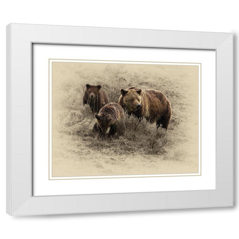 Grizzly Family White Modern Wood Framed Art Print with Double Matting by Brown, Jim