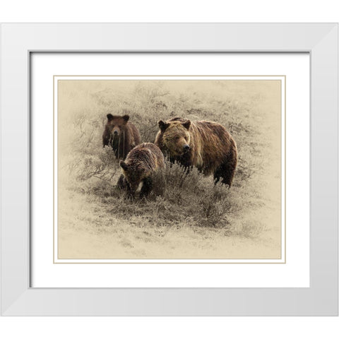 Grizzly Family White Modern Wood Framed Art Print with Double Matting by Brown, Jim