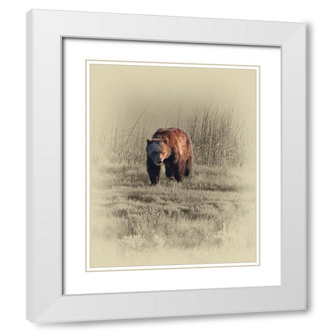 Grizzly White Modern Wood Framed Art Print with Double Matting by Brown, Jim