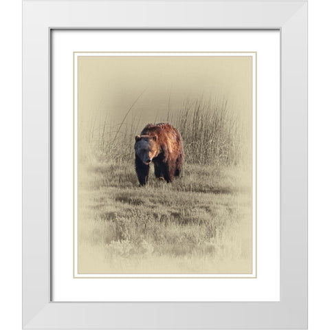 Grizzly White Modern Wood Framed Art Print with Double Matting by Brown, Jim