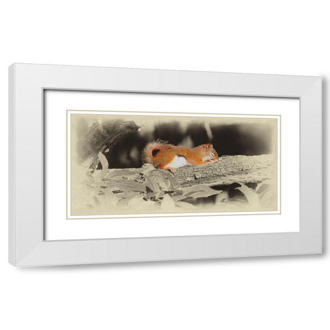 Sleeping Squirrel White Modern Wood Framed Art Print with Double Matting by Brown, Jim