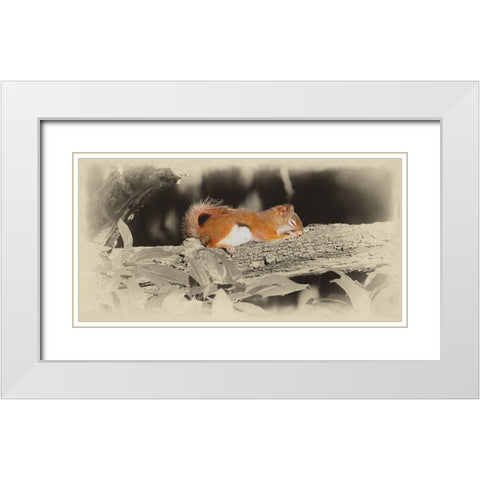 Sleeping Squirrel White Modern Wood Framed Art Print with Double Matting by Brown, Jim