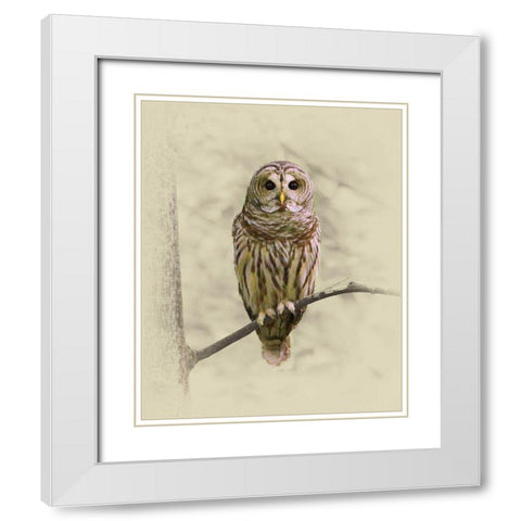 Barred Owl 1 White Modern Wood Framed Art Print with Double Matting by Brown, Jim