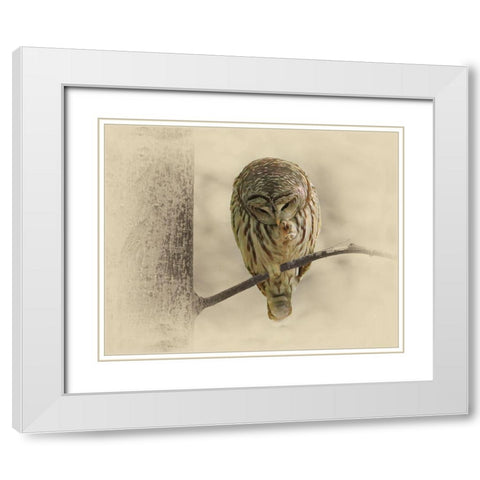 Barred Owl 2 White Modern Wood Framed Art Print with Double Matting by Brown, Jim