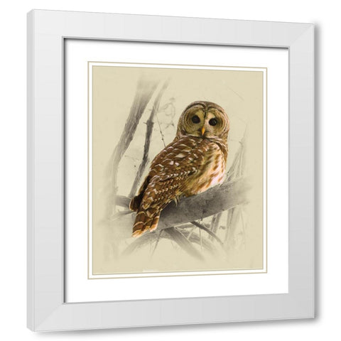 Barred Owl 3 White Modern Wood Framed Art Print with Double Matting by Brown, Jim