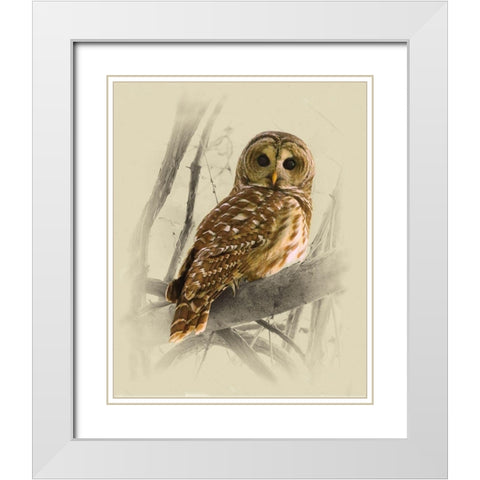 Barred Owl 3 White Modern Wood Framed Art Print with Double Matting by Brown, Jim