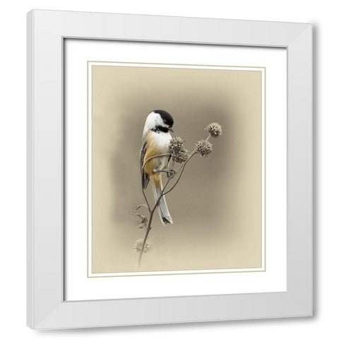 Black Capped Chickadee 1 White Modern Wood Framed Art Print with Double Matting by Brown, Jim