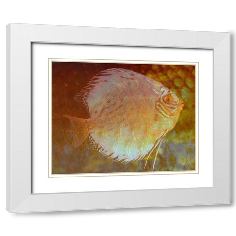 Discus I White Modern Wood Framed Art Print with Double Matting by Bartola