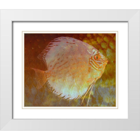 Discus I White Modern Wood Framed Art Print with Double Matting by Bartola