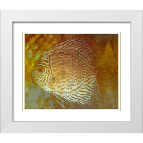 Discus II White Modern Wood Framed Art Print with Double Matting by Bartola