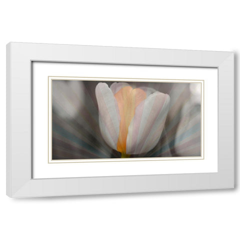 Tulip Surprise White Modern Wood Framed Art Print with Double Matting by Bartola