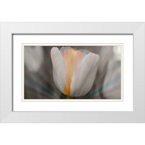 Tulip Surprise White Modern Wood Framed Art Print with Double Matting by Bartola