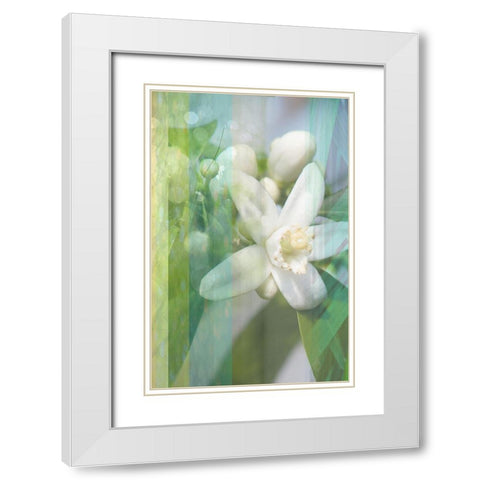 Orange Blossom White Modern Wood Framed Art Print with Double Matting by Franklin