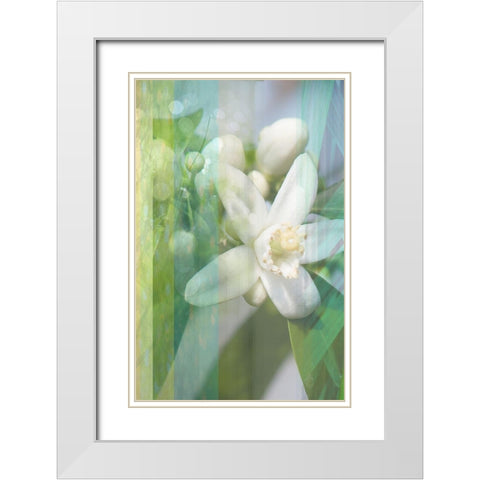 Orange Blossom White Modern Wood Framed Art Print with Double Matting by Franklin