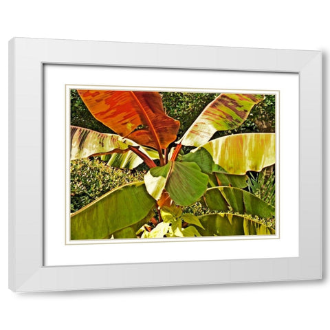 Banana Tree White Modern Wood Framed Art Print with Double Matting by Simons