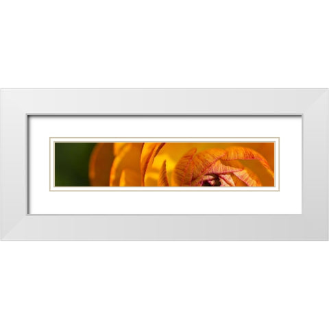 Flower Slice Orange I White Modern Wood Framed Art Print with Double Matting by Simons