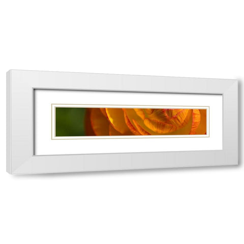 Flower Slice Orange II White Modern Wood Framed Art Print with Double Matting by Simons