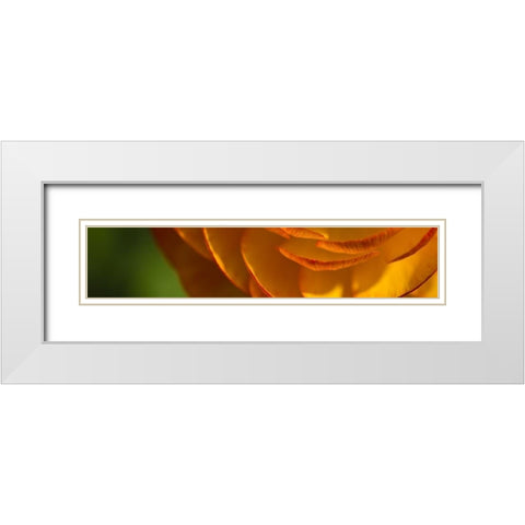 Flower Slice Orange III White Modern Wood Framed Art Print with Double Matting by Simons