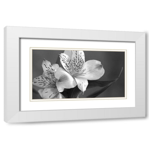 Lily in Black and White White Modern Wood Framed Art Print with Double Matting by Simons