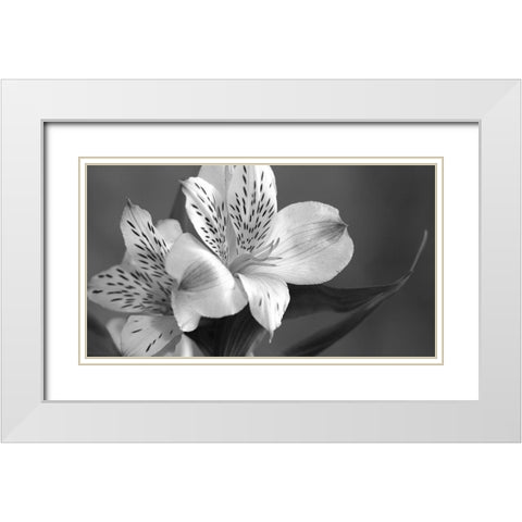 Lily in Black and White White Modern Wood Framed Art Print with Double Matting by Simons