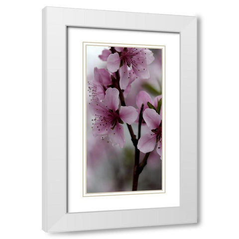 Beautiful Pink White Modern Wood Framed Art Print with Double Matting by Phillip, Jamie