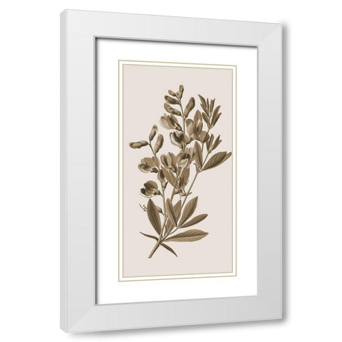 Toned Botanical 2 White Modern Wood Framed Art Print with Double Matting by Phillip, Jamie