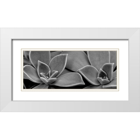 Succulent 1 White Modern Wood Framed Art Print with Double Matting by Phillip, Jamie