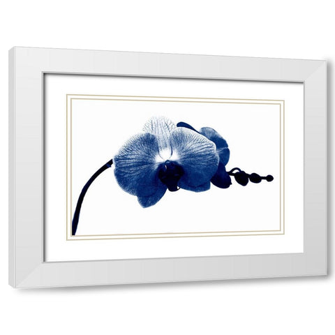Super Blue Orchid White Modern Wood Framed Art Print with Double Matting by Phillip, Jamie