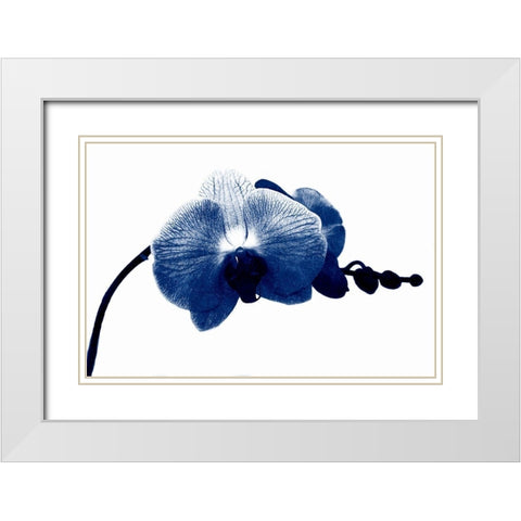 Super Blue Orchid White Modern Wood Framed Art Print with Double Matting by Phillip, Jamie