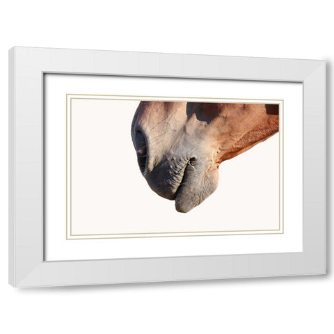 Horse White Modern Wood Framed Art Print with Double Matting by Phillip, Jamie
