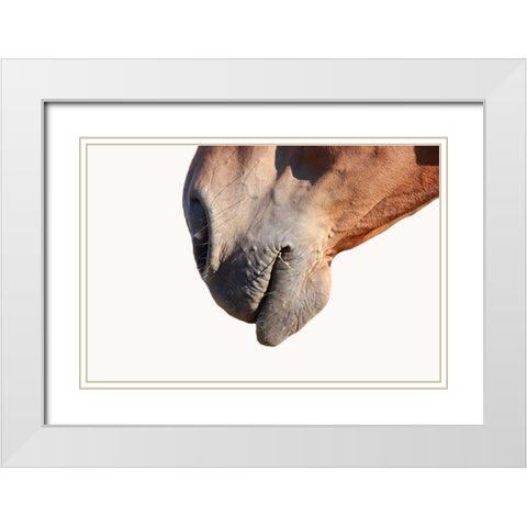 Horse White Modern Wood Framed Art Print with Double Matting by Phillip, Jamie