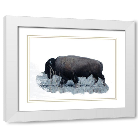 Grazing Buffalo White Modern Wood Framed Art Print with Double Matting by Phillip, Jamie