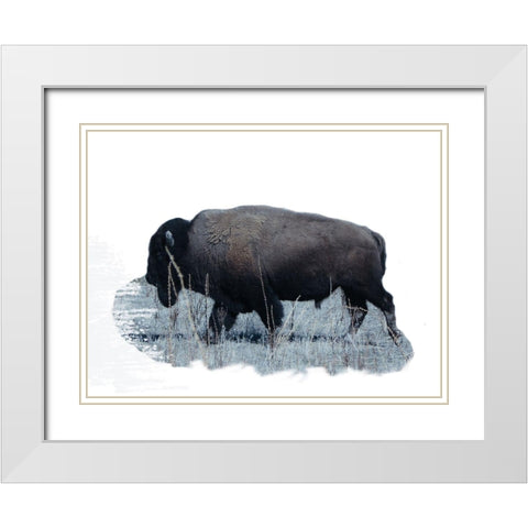 Grazing Buffalo White Modern Wood Framed Art Print with Double Matting by Phillip, Jamie