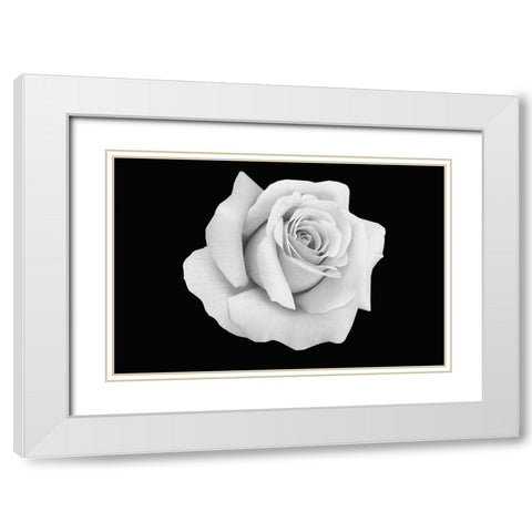 Rose Dust White Modern Wood Framed Art Print with Double Matting by Phillip, Jamie