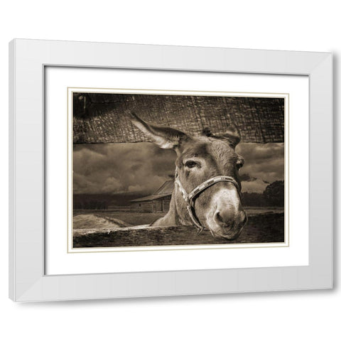Donkey White Modern Wood Framed Art Print with Double Matting by Phillip, Jamie