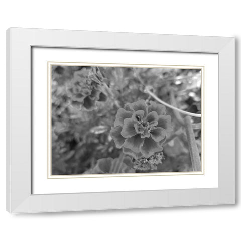 The Flower White Modern Wood Framed Art Print with Double Matting by Phillip, Jamie