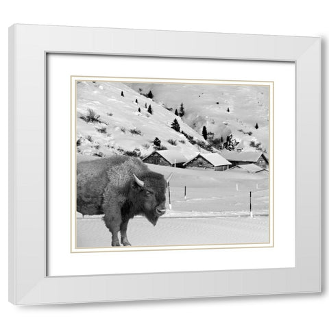 Snow Bison White Modern Wood Framed Art Print with Double Matting by Phillip, Jamie