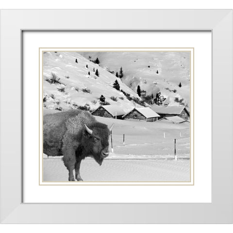 Snow Bison White Modern Wood Framed Art Print with Double Matting by Phillip, Jamie