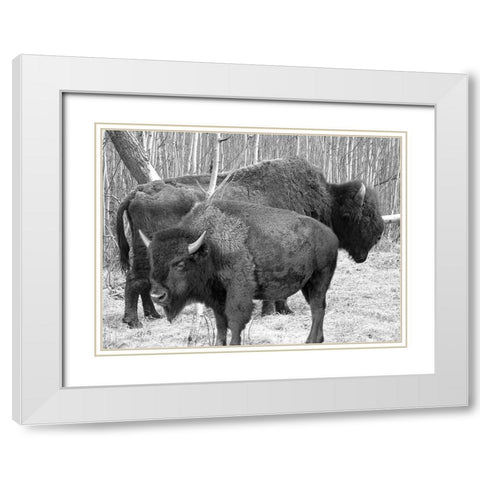 Bison Season White Modern Wood Framed Art Print with Double Matting by Phillip, Jamie