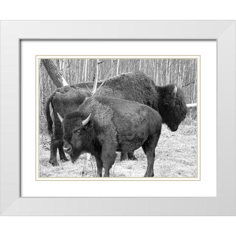 Bison Season White Modern Wood Framed Art Print with Double Matting by Phillip, Jamie