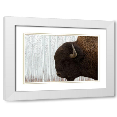 Bison Season 4 White Modern Wood Framed Art Print with Double Matting by Phillip, Jamie