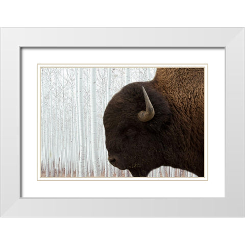Bison Season 4 White Modern Wood Framed Art Print with Double Matting by Phillip, Jamie