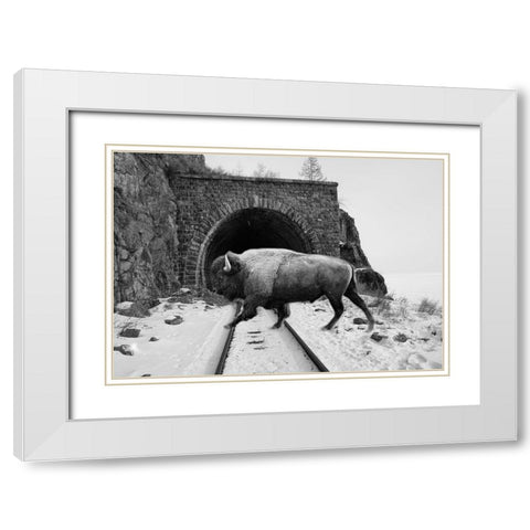 Bison Season 5 White Modern Wood Framed Art Print with Double Matting by Phillip, Jamie