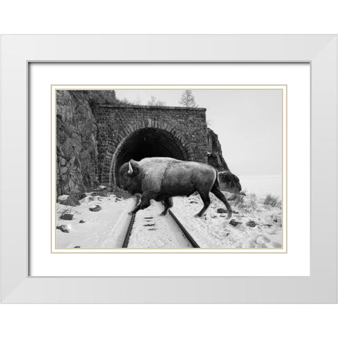 Bison Season 5 White Modern Wood Framed Art Print with Double Matting by Phillip, Jamie