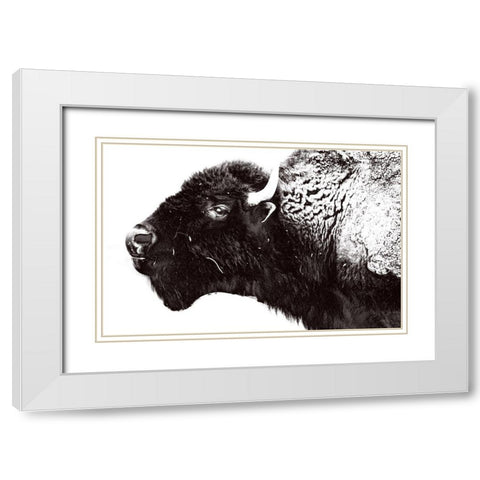 Bison Season 7 White Modern Wood Framed Art Print with Double Matting by Phillip, Jamie