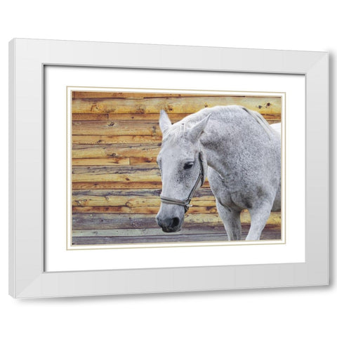 Barn Horse White Modern Wood Framed Art Print with Double Matting by Phillip, Jamie