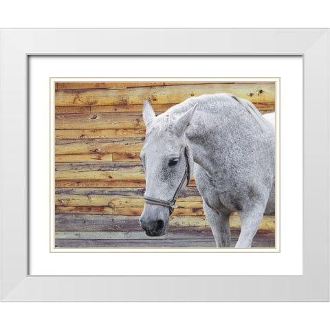 Barn Horse White Modern Wood Framed Art Print with Double Matting by Phillip, Jamie