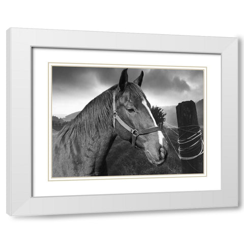 Field Horse White Modern Wood Framed Art Print with Double Matting by Phillip, Jamie